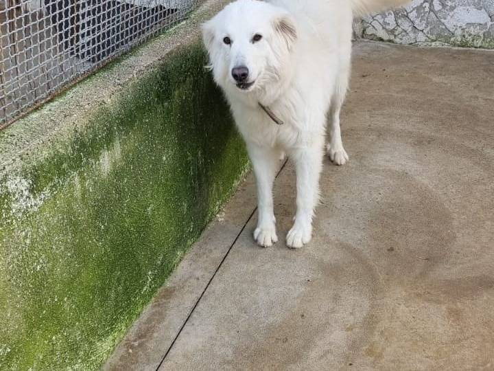 Adotta un cane, femmina, 5 anni  e 9 mesi , Caserta