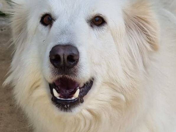 Adotta un cane, taglia gigante, femmina, Caserta