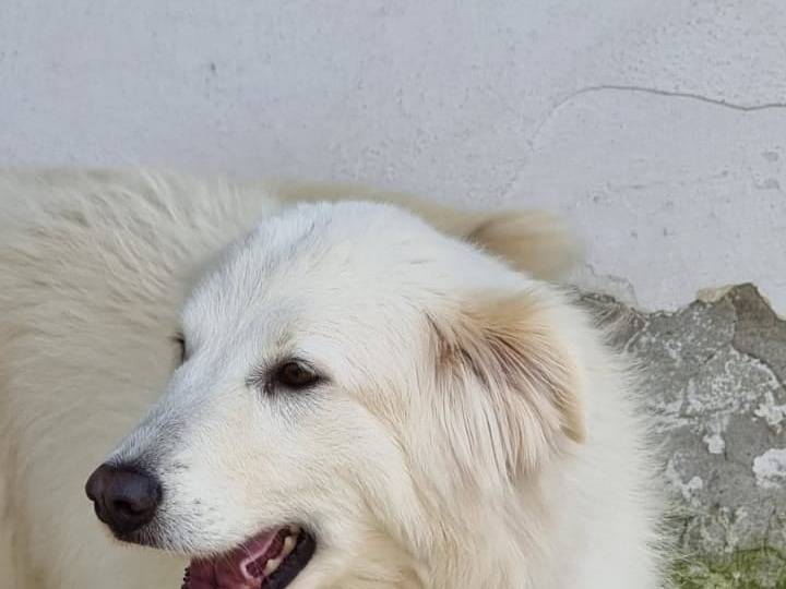 Vuoi adottare un cane a Caserta?