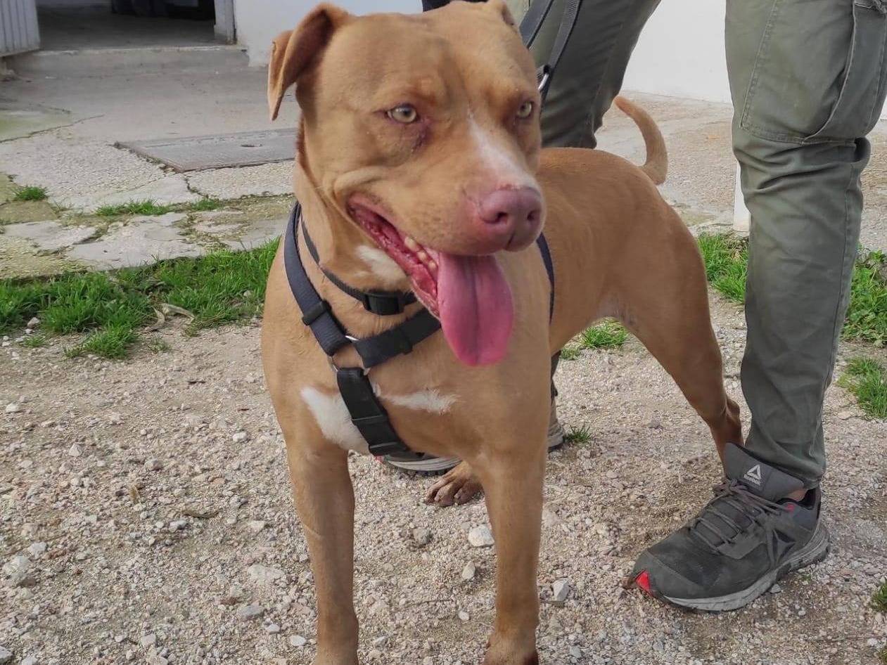 Adozione cane, femmina, Pitbull Razza sconosciuta, 8 anni  e 10 mesi , taglia media, Caserta