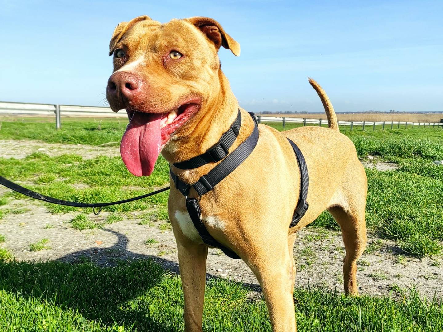 Vuoi adottare un cane a Caserta?