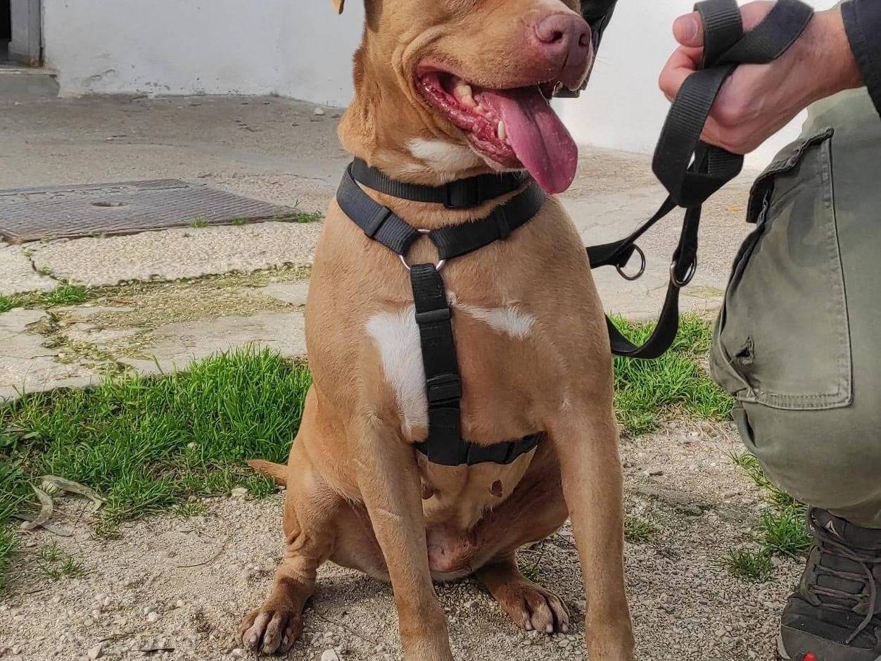 Adotta il cane MINA  a Caserta