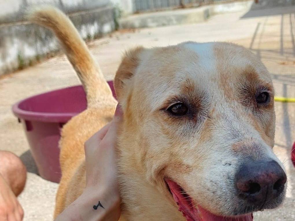 Vuoi adottare un cane a Caserta?