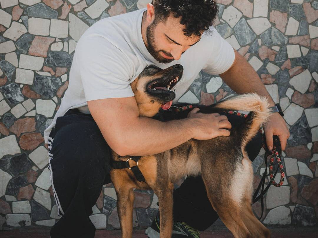 Adotta un cane, femmina, 4 anni  e 10 mesi , Caserta