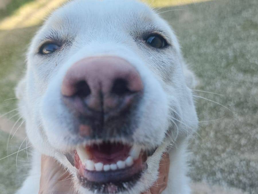 Foto dell'animale