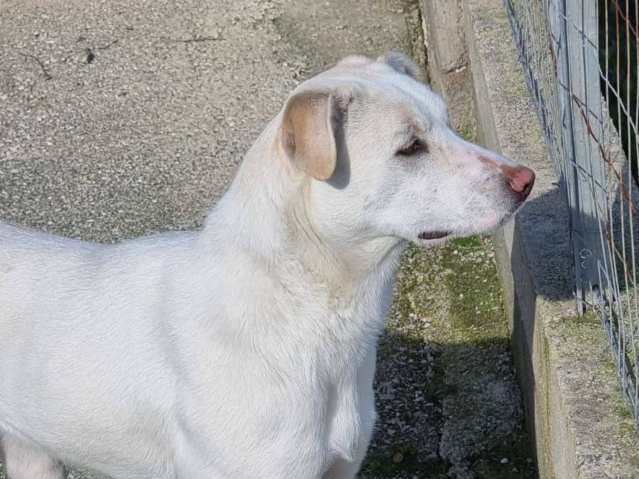 Adotta un cane, femmina, 1 anno e 2 mesi , Caserta