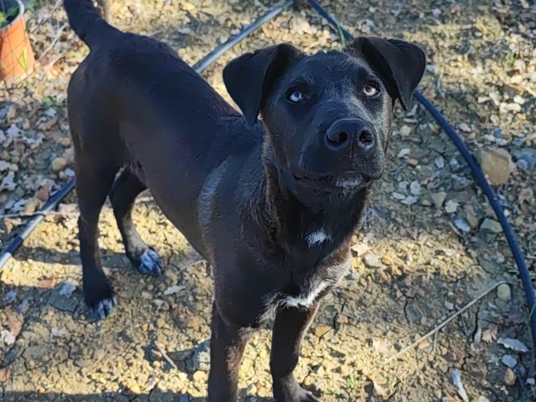 Adotta un cane, taglia media, femmina, Treviso