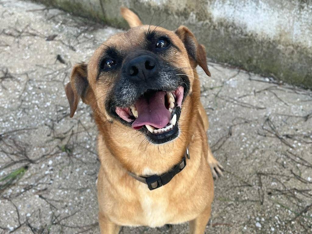 Adotta un cane, maschio, 6 anni  e 10 mesi , Caserta