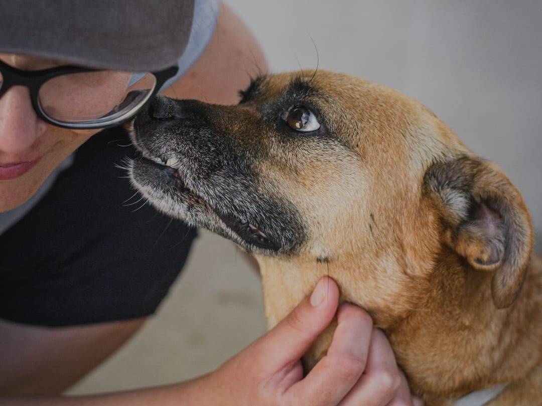 Vuoi adottare un cane a Caserta?