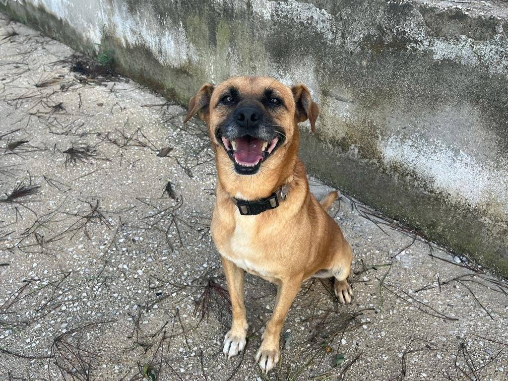 Adotta il cane DIEGO a Caserta