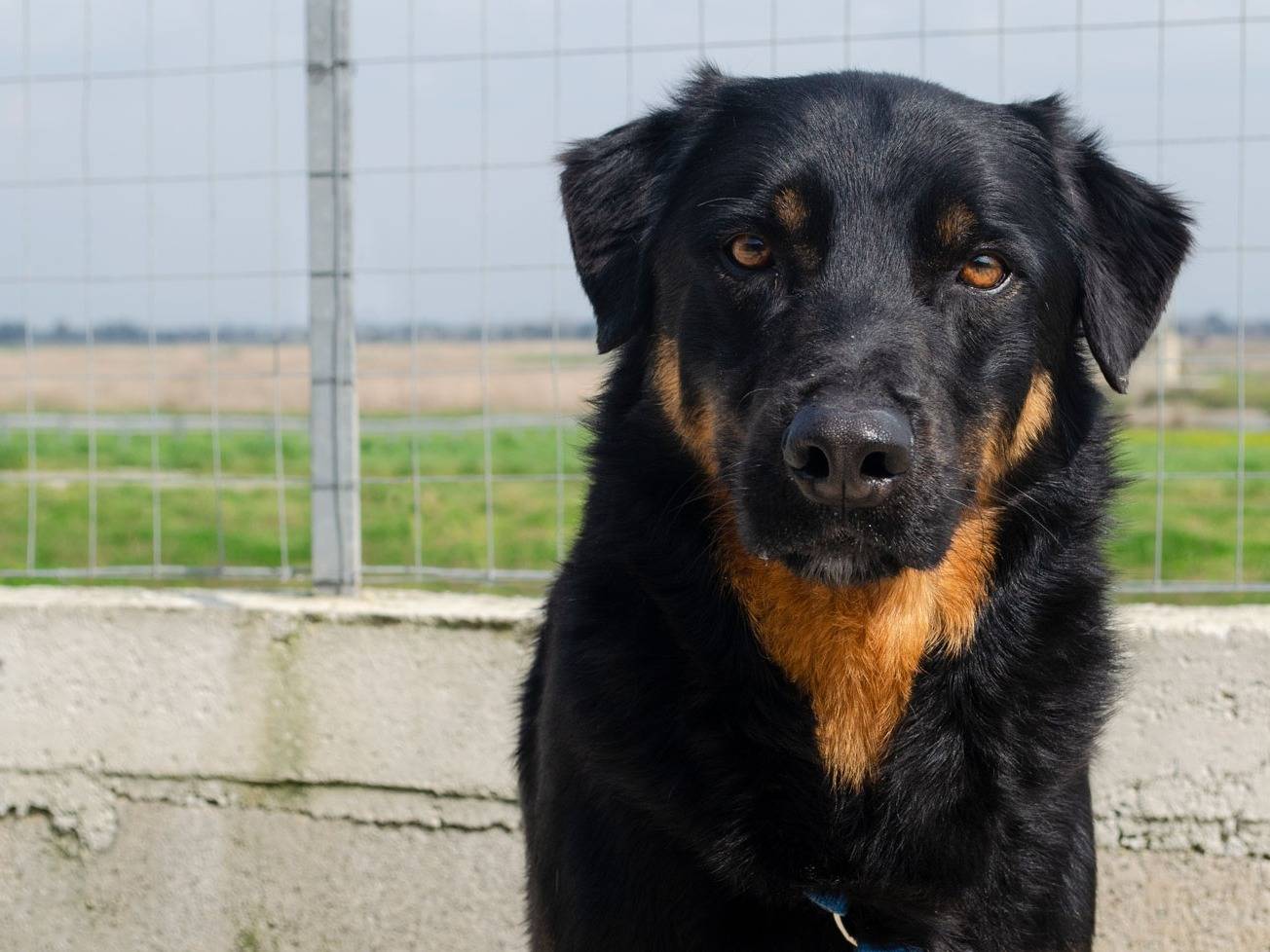 Adotta un cane, maschio, 7 anni  e 10 mesi , Caserta