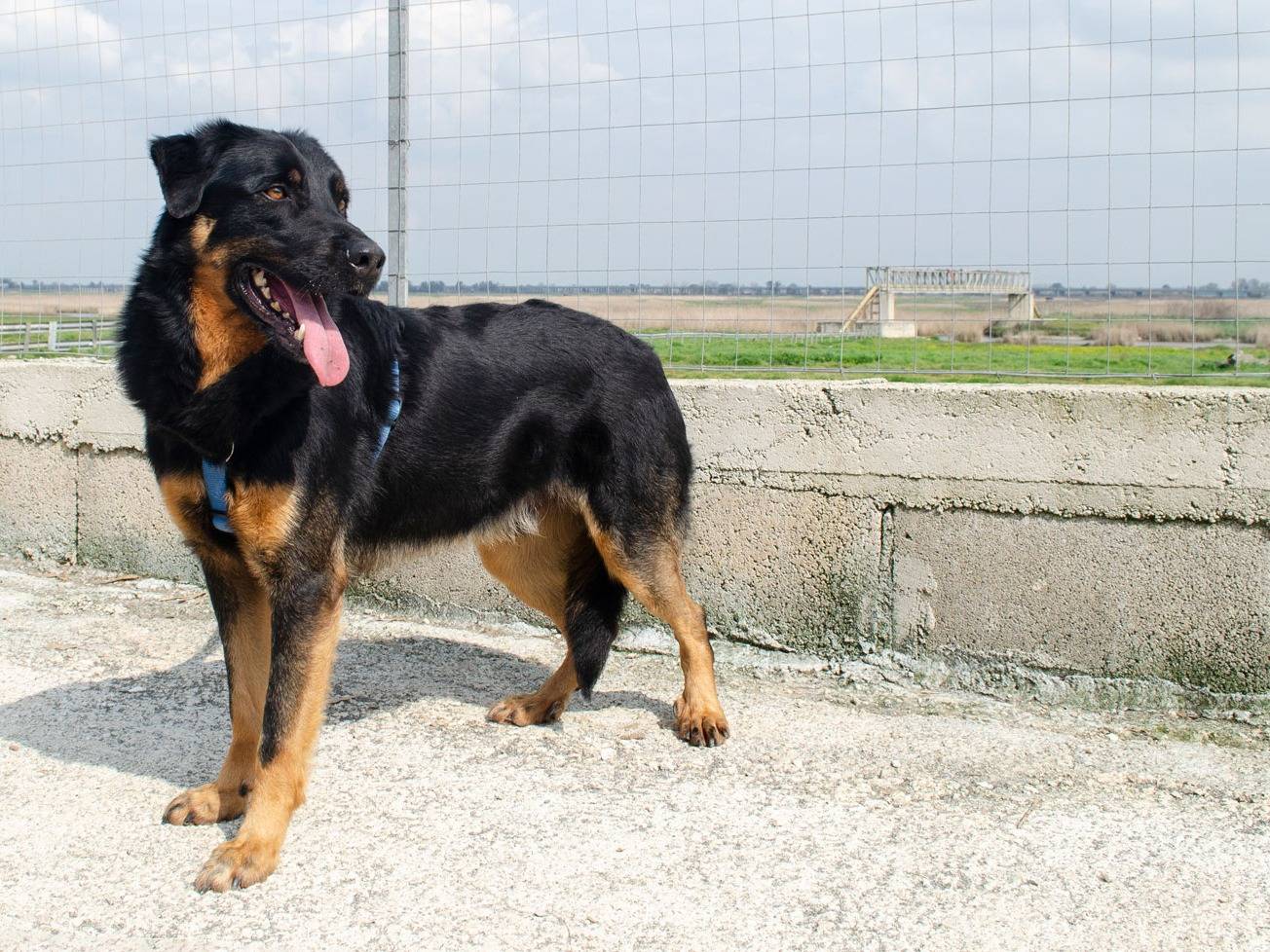 Adotta un cane, taglia media, maschio, Caserta