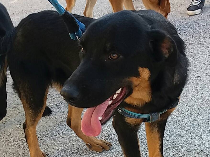 Vuoi adottare un cane a Caserta?