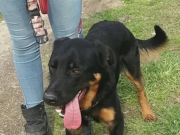 Adotta il cane VEGETA a Caserta