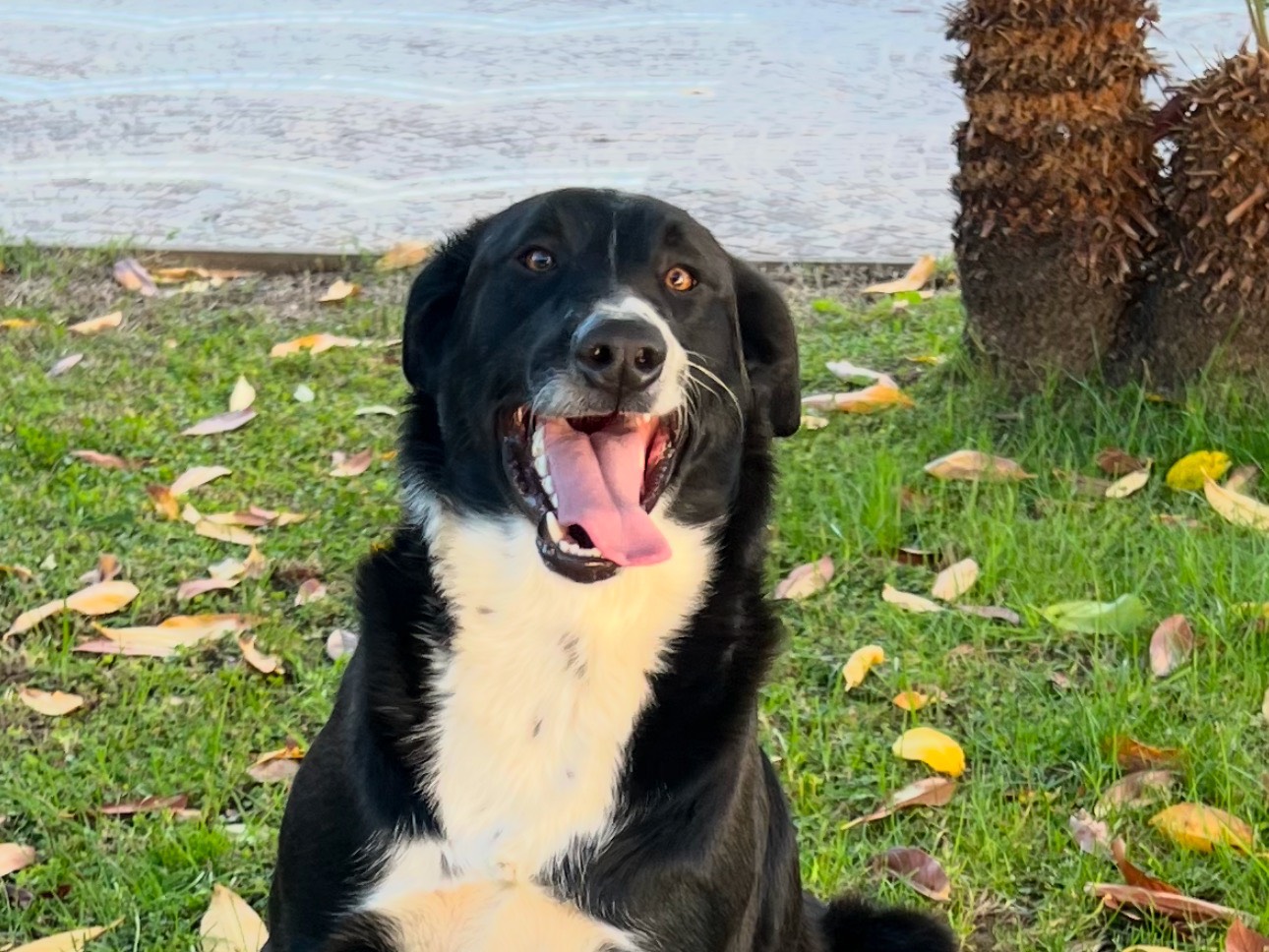 Foto dell'animale