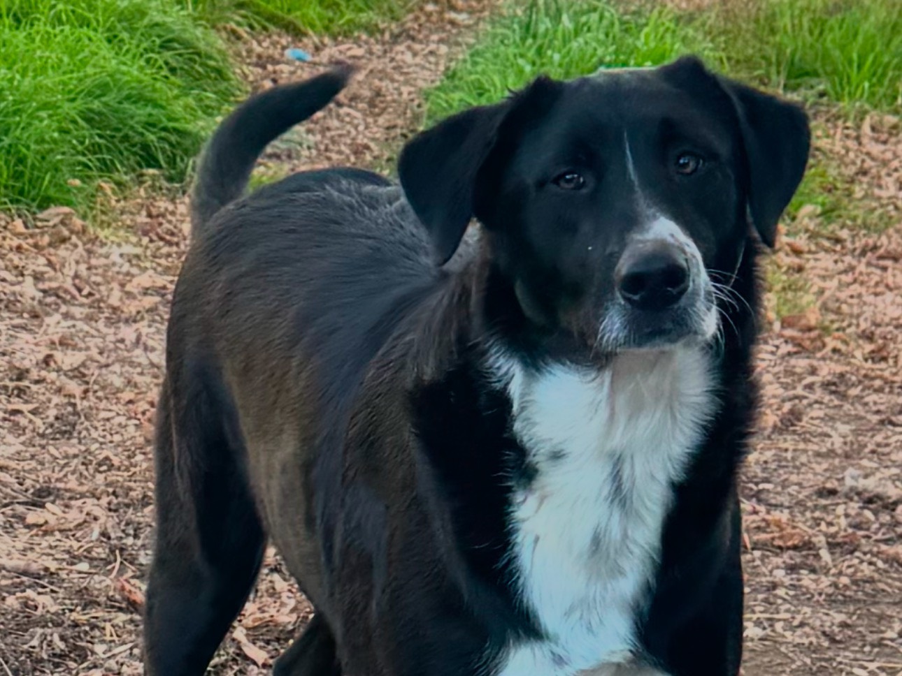 Vuoi adottare un cane a Caserta?
