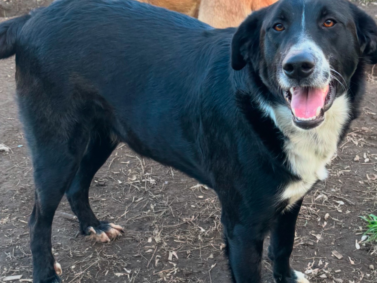 Adotta il cane Pippo a Caserta