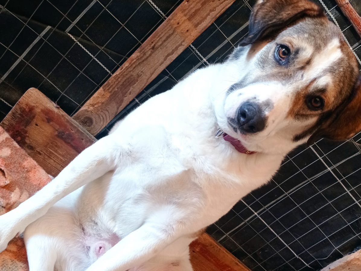 Adotta un cane, maschio, 3 anni  e 5 mesi , Torino