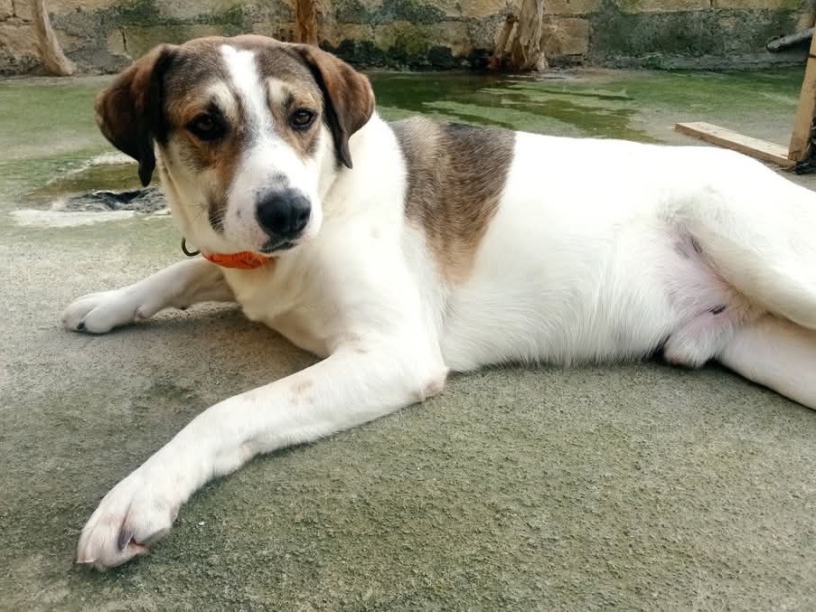 Adotta un cane, taglia grande, maschio, Torino