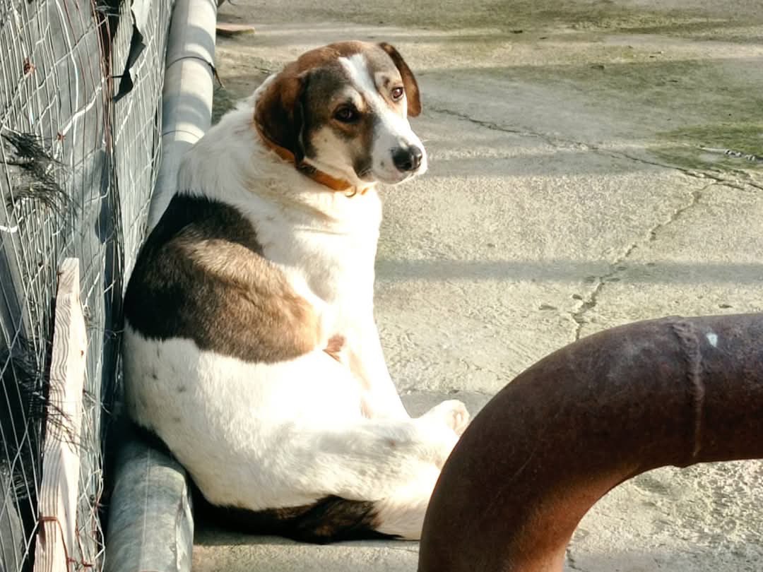 Vuoi adottare un cane a Torino?