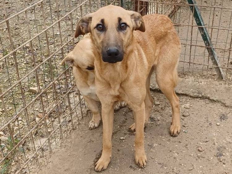 Adotta un cane, taglia media contenuta, femmina, Frosinone