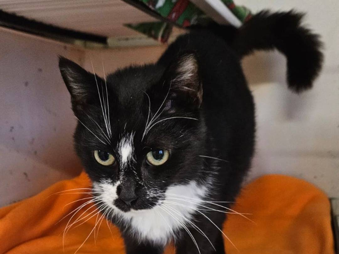 Adozione gatto, maschio, Razza sconosciuta Razza sconosciuta, 4 anni  e 8 mesi , taglia non valida, Udine