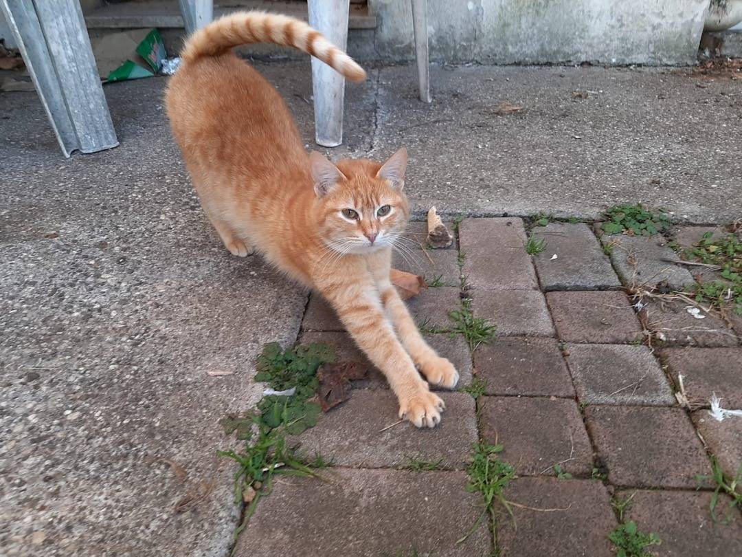 Foto dell'animale