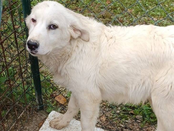 Adotta un cane, maschio, 1 anno, Frosinone