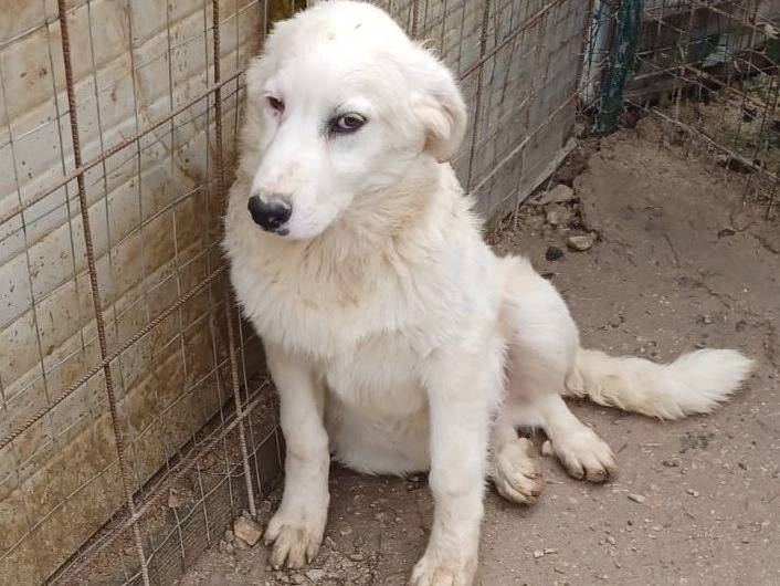 Adotta un cane, taglia grande, maschio, Frosinone