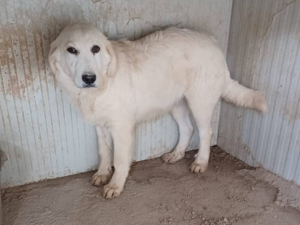 Vuoi adottare un cane a Frosinone?