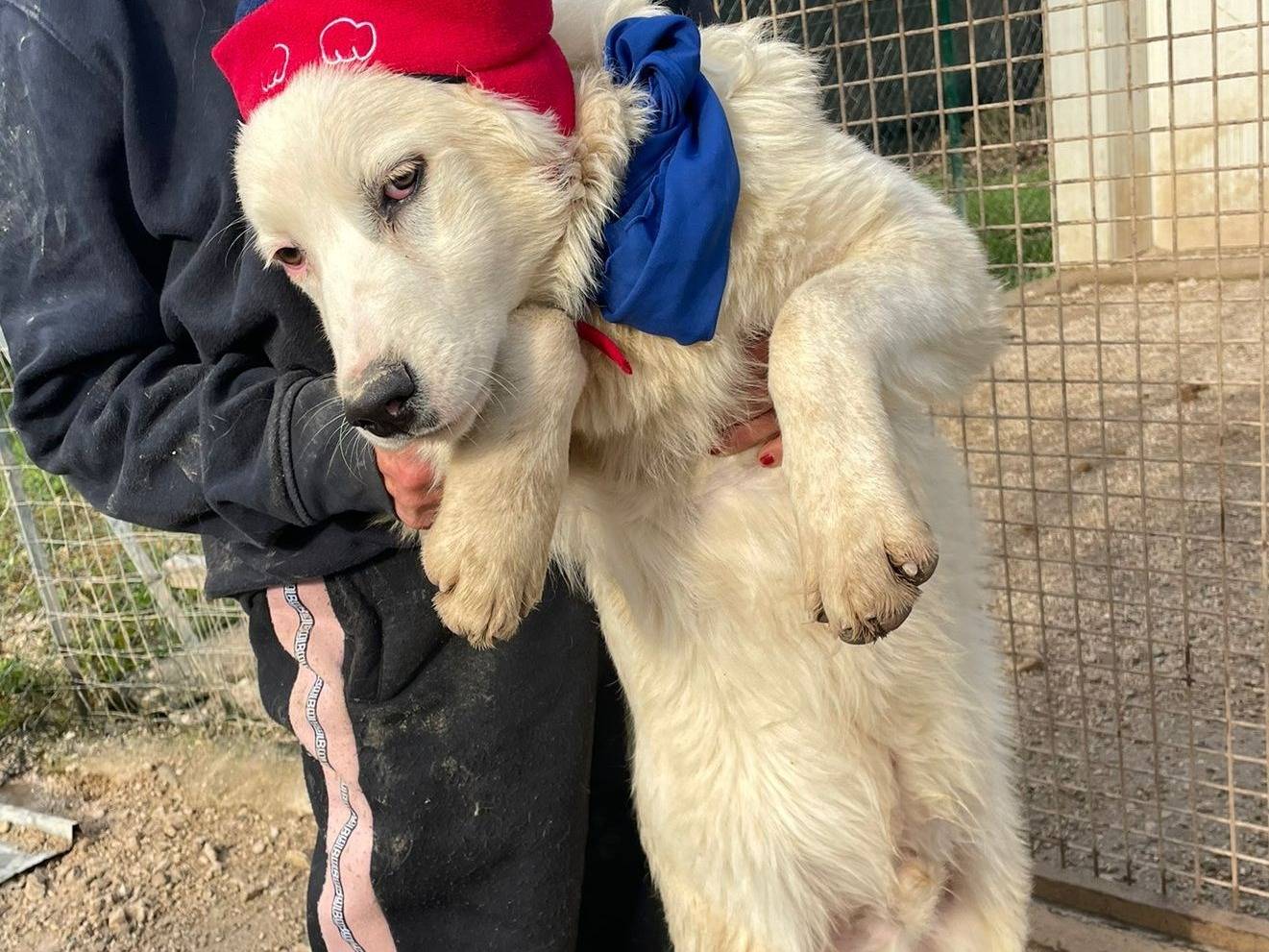 Adotta il cane OSLO a Frosinone