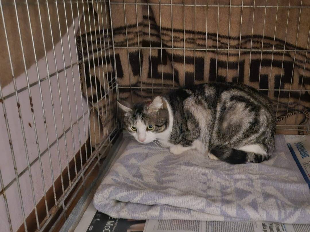 Foto dell'animale
