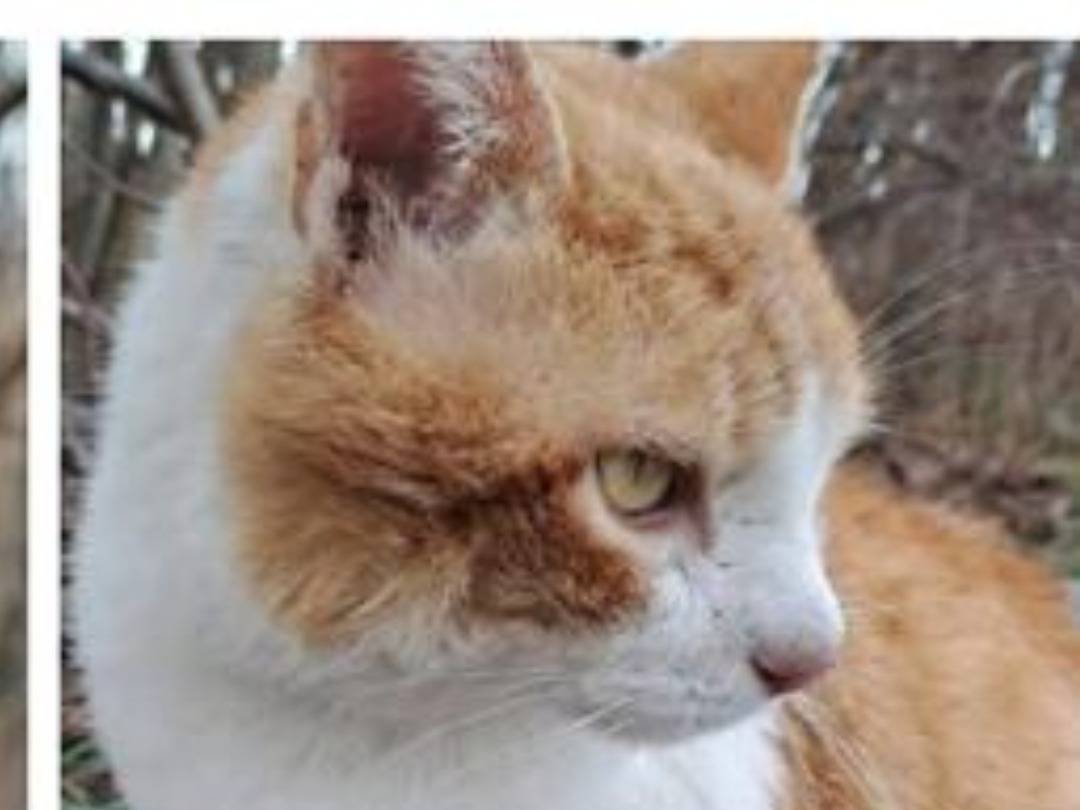 Foto dell'animale