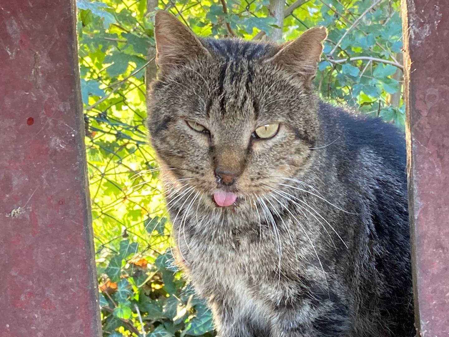 Foto dell'animale