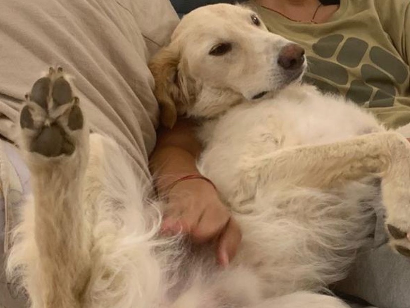 Adotta un cane, maschio, 3 anni  e 8 mesi , Chieti