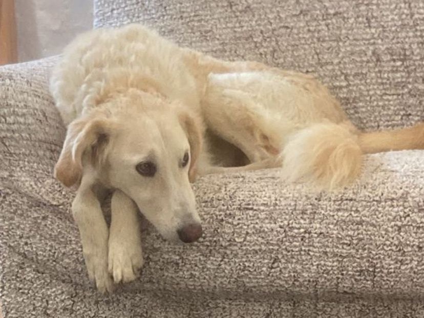 Adotta un cane, taglia media, maschio, Chieti