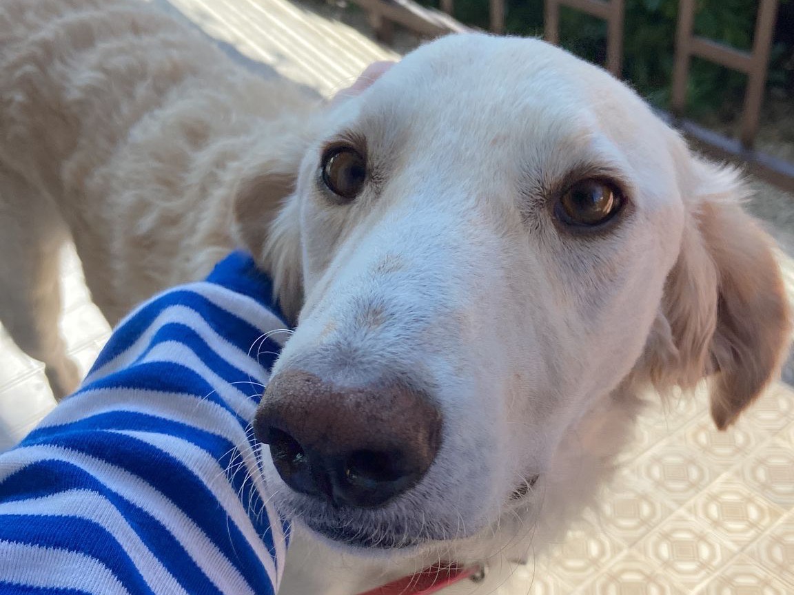 Vuoi adottare un cane a Chieti?