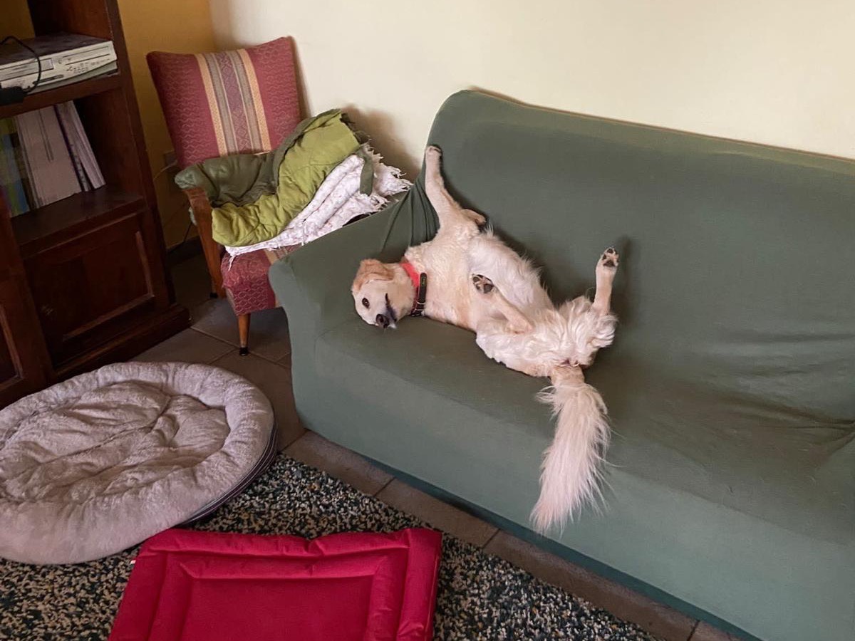 Adotta il cane Semola  a Chieti