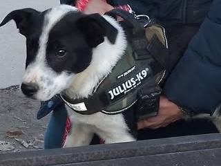 Adotta un cane, maschio, 4 mesi, Cuneo