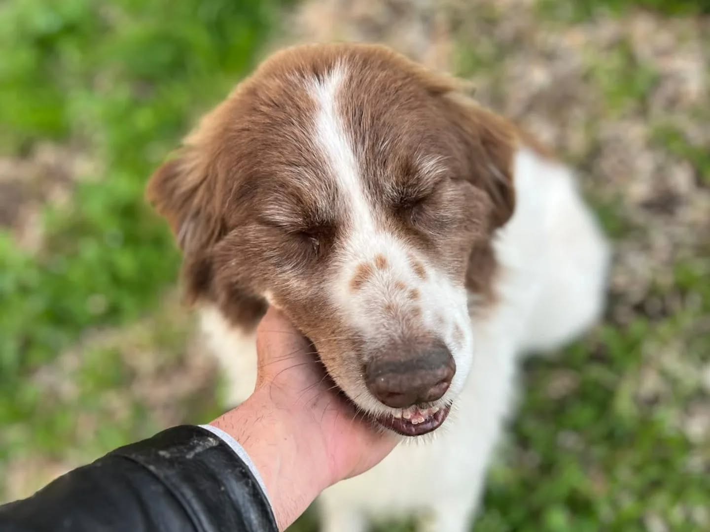 Adotta un cane, taglia media, maschio, Latina