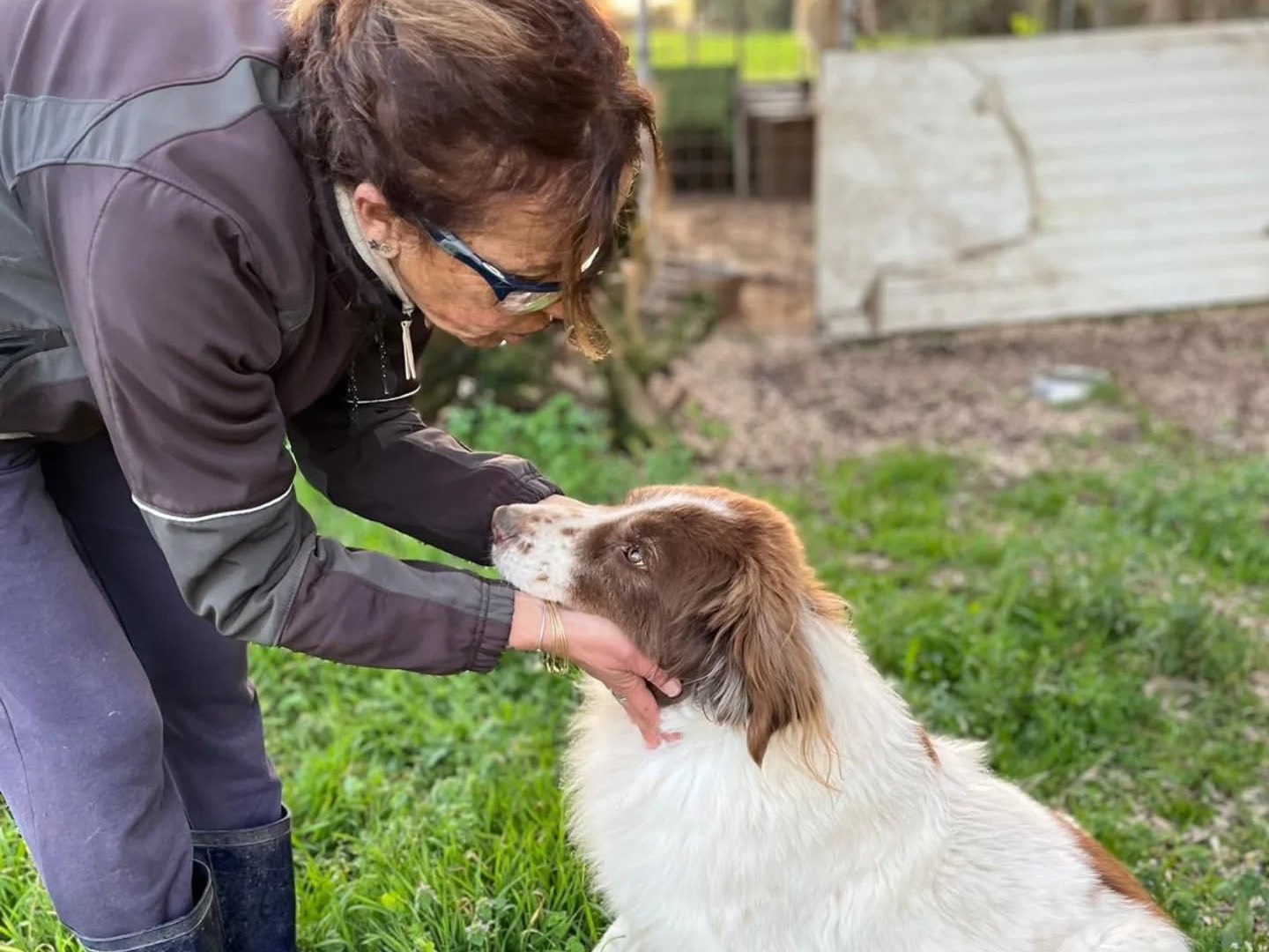 Adotta il cane Michele a Latina