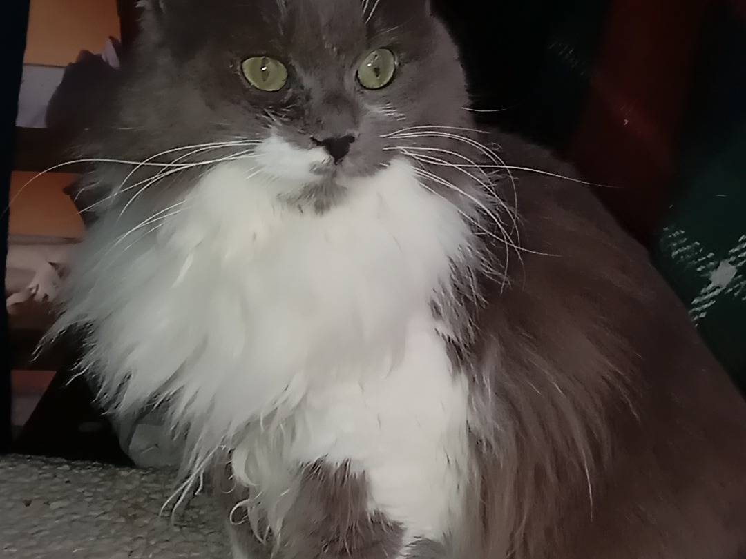 Adotta un gatto, femmina, 11 mesi, Latina