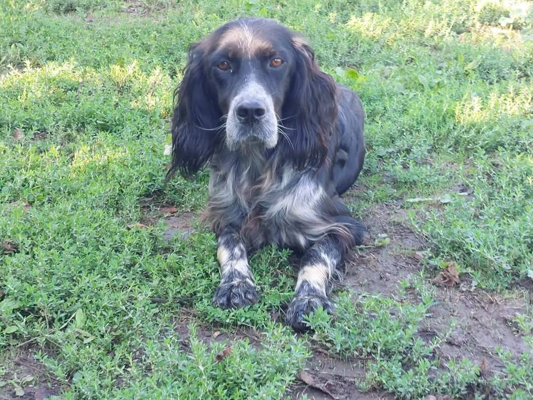 Adotta un cane, maschio, 4 anni  e 7 mesi , Viterbo