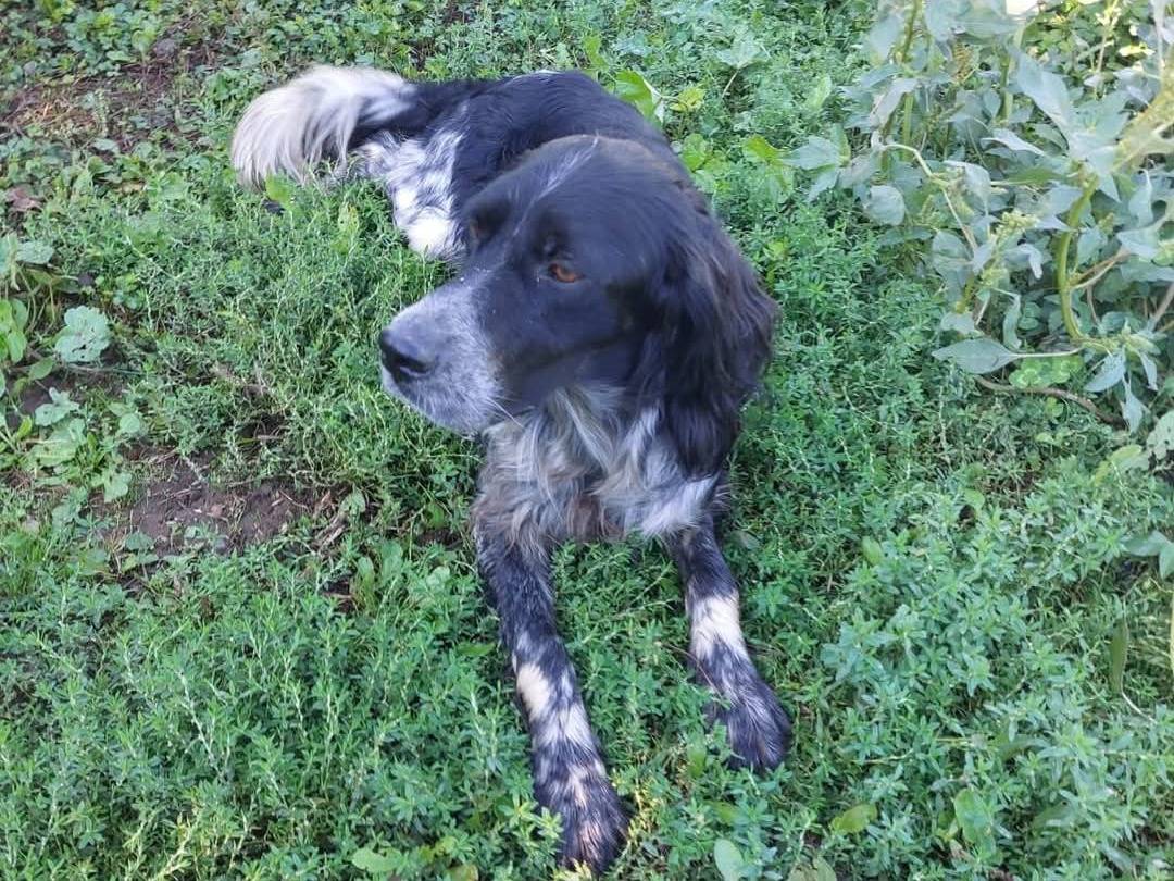 Adotta un cane, taglia media, maschio, Viterbo
