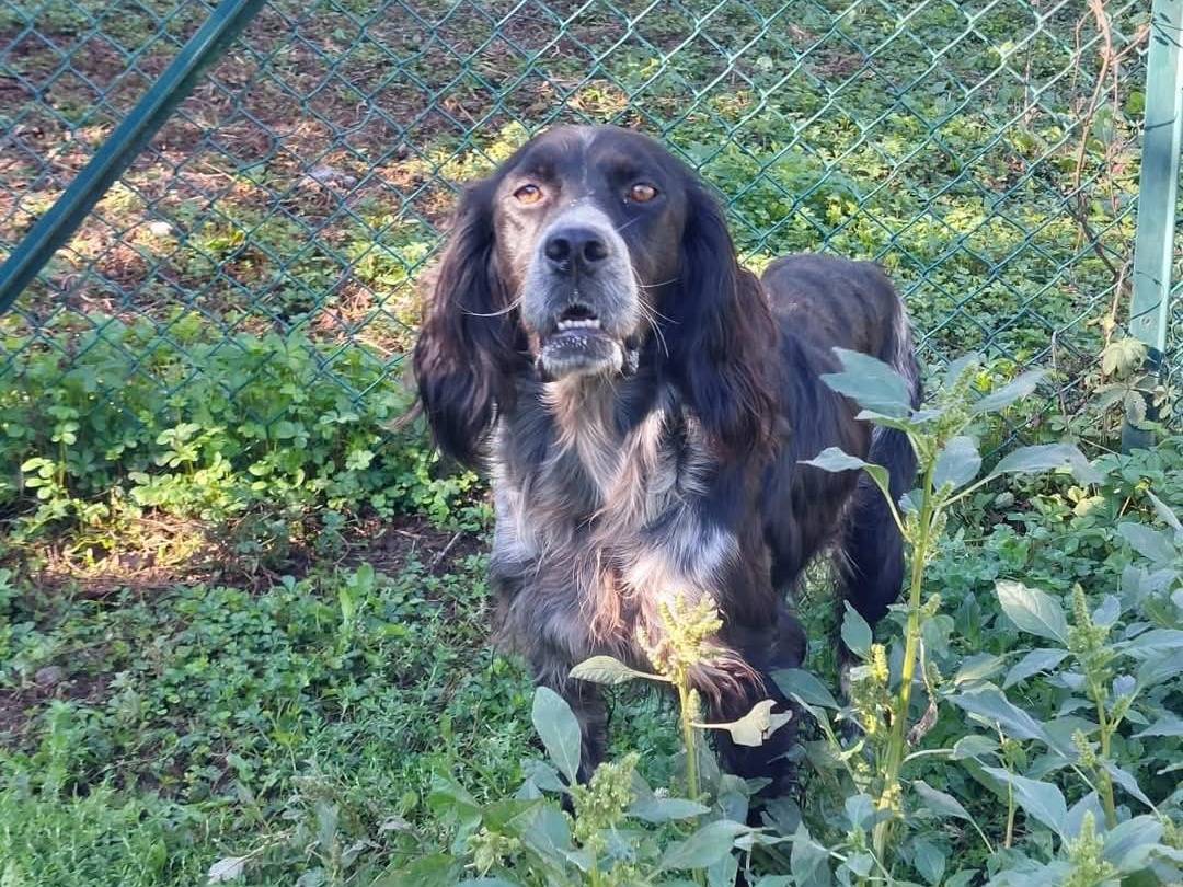 Vuoi adottare un cane a Viterbo?