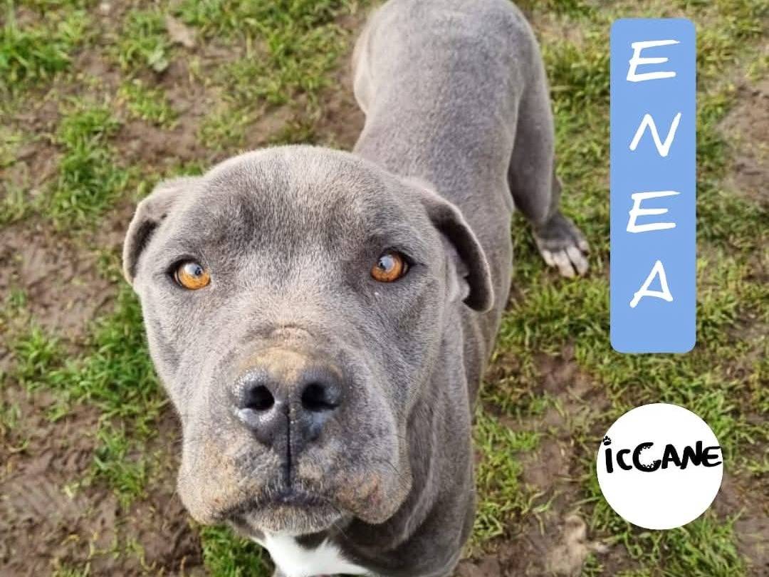 Adozione cane, maschio, Pitbull Razza sconosciuta, 11 mesi, taglia media, Viterbo