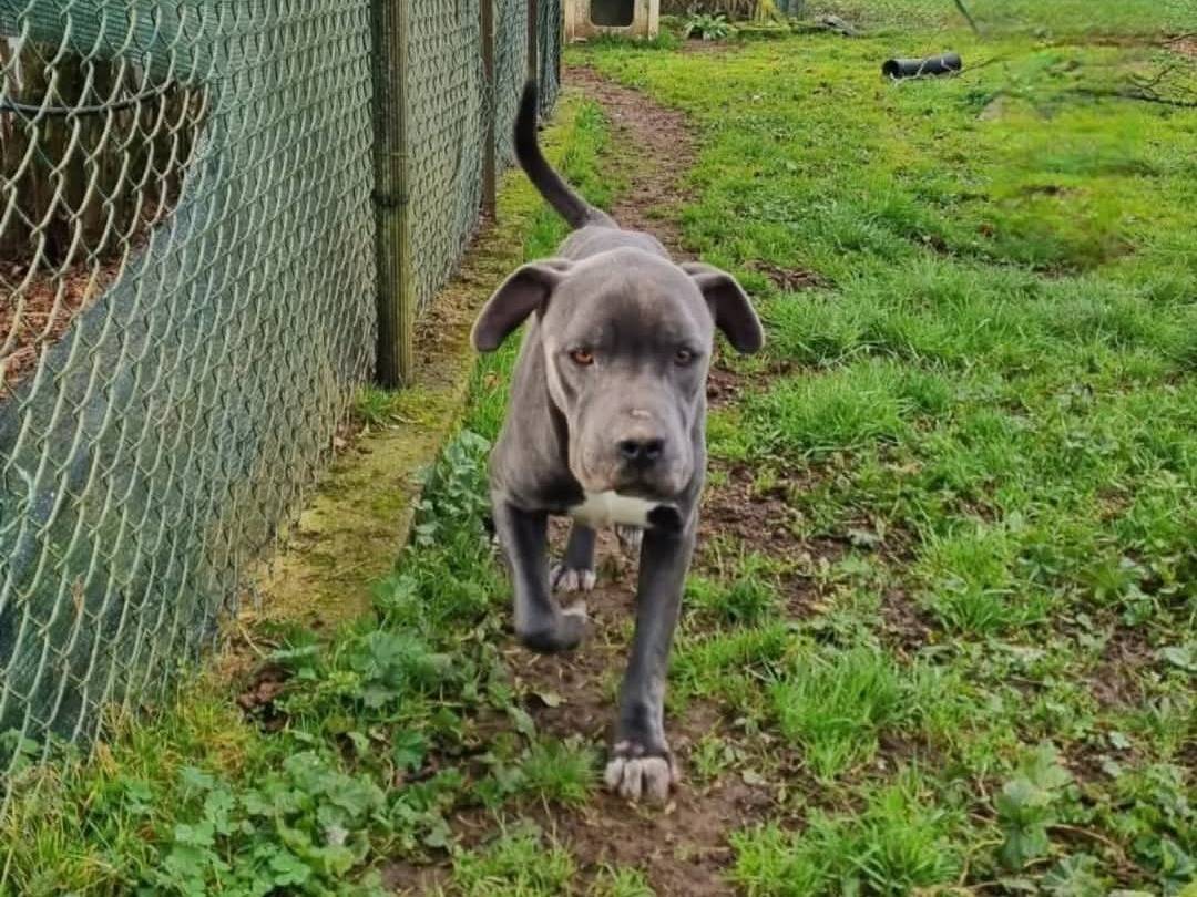 Adotta un cane, maschio, 11 mesi, Viterbo