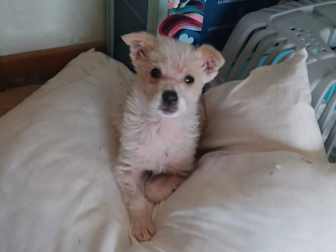 Adotta un cane, taglia media contenuta, femmina, Bari