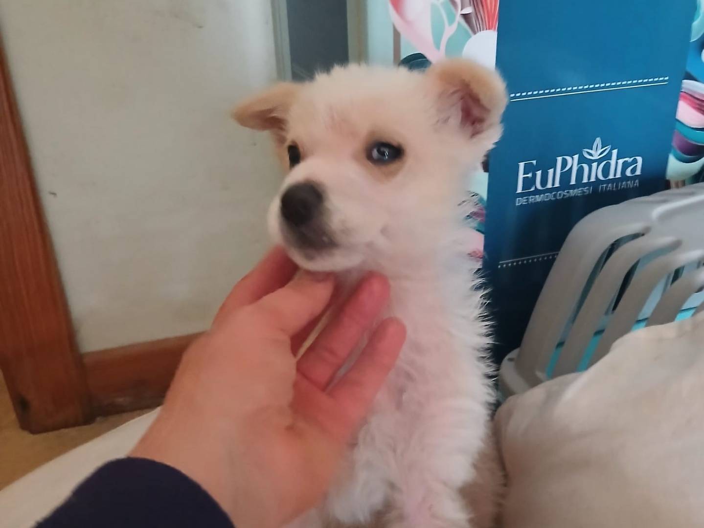 Vuoi adottare un cane a Bari?