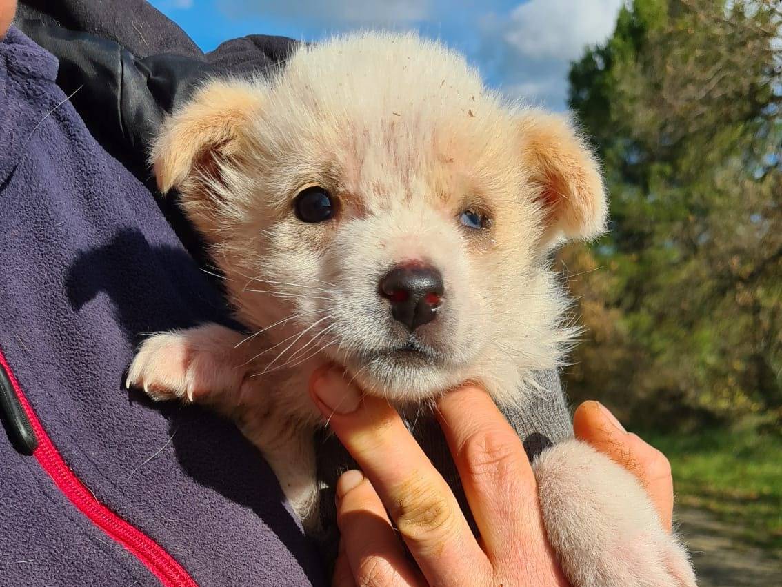 Adotta il cane Neve  a Bari